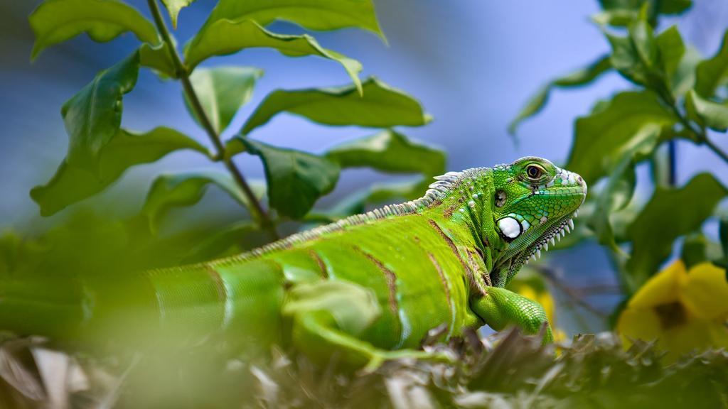 Pousada Jeriba Jijoca de Jericoacoara Luaran gambar